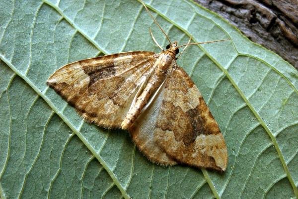 Northern Spinach (Eulithis populata), adult. Knitsley Fell, 01-09-2004. Copyright Keith Dover. Northern Spinach (Eulithis populata), adult. Knitsley Fell, 01-09-2004. Copyright Keith Dover.