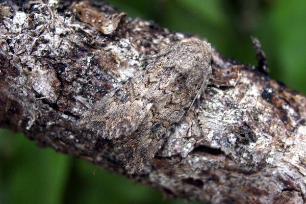 Nutmeg (Anarta trifolii), adult. Taken outside Durham, 29-07-2004. Copyright Keith Dover. Nutmeg (Anarta trifolii), adult. Taken outside Durham, 29-07-2004. Copyright Keith Dover.