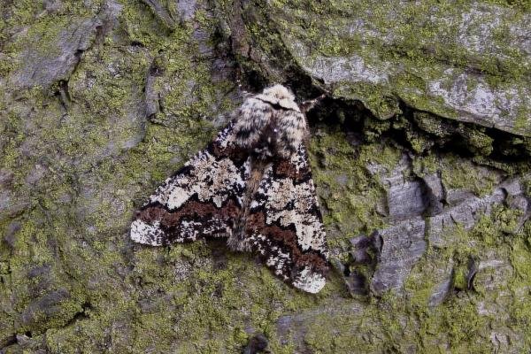 Oak Beauty (Biston strataria), adult. Chester-le-Street. Copyright Keith Dover. Oak Beauty (Biston strataria), adult. Chester-le-Street. Copyright Keith Dover.