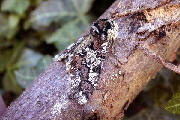 Oak Beauty (Biston strataria), adult. Chester-le-Street, 14-03-2007. Copyright Keith Dover. Oak Beauty (Biston strataria), adult. Chester-le-Street, 14-03-2007. Copyright Keith Dover.