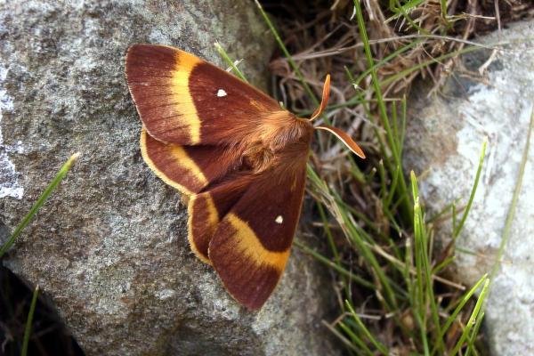 Oak Eggar (Lasiocampa quercus), adult, male. Taken outside Durham, 30-07-2004. Copyright Keith Dover. Oak Eggar (Lasiocampa quercus), adult, male. Taken outside Durham, 30-07-2004. Copyright Keith Dover.