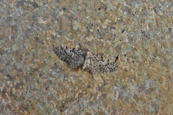 Oak-tree Pug (Eupithecia dodoneata), adult. Chester-le-Street, 18-04-2019. Copyright Keith Dover. Oak-tree Pug (Eupithecia dodoneata), adult. Chester-le-Street, 18-04-2019. Copyright Keith Dover.