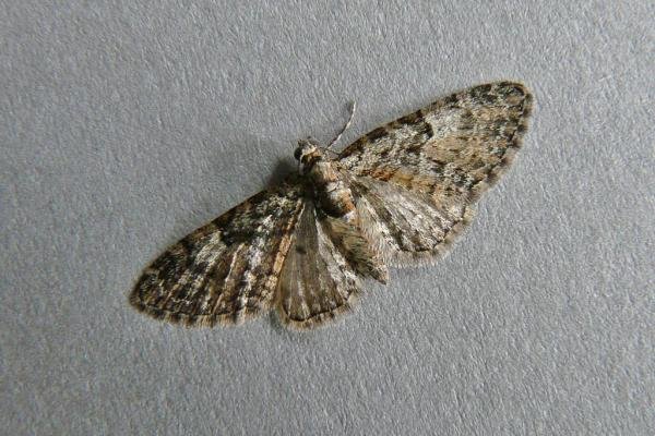 Oak-tree Pug (Eupithecia dodoneata), adult. Chester-le-Street, 24-04-2009. Copyright Keith Dover. Oak-tree Pug (Eupithecia dodoneata), adult. Chester-le-Street, 24-04-2009. Copyright Keith Dover.