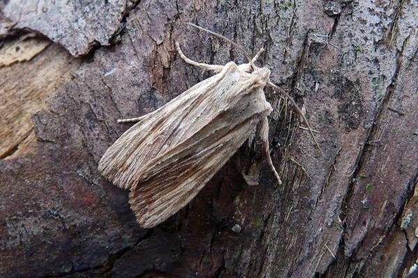 Pale Pinion (Lithophane socia), adult. Chester-le-Street, 23-03-2010. Copyright Keith Dover. Pale Pinion (Lithophane socia), adult. Chester-le-Street, 23-03-2010. Copyright Keith Dover.