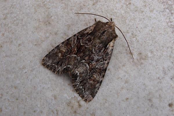Pale-shouldered Brocade (Lacanobia thalassina), adult. Chester-le-Street, 19-06-2007. Copyright Keith Dover. Pale-shouldered Brocade (Lacanobia thalassina), adult. Chester-le-Street, 19-06-2007. Copyright Keith Dover.