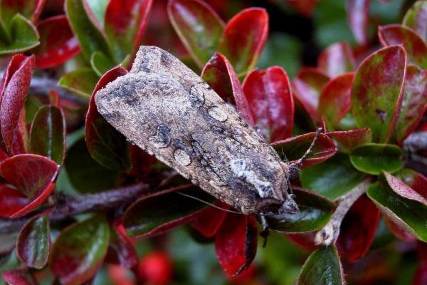 Pearly Underwing (Peridroma saucia), adult. Chester-le-Street, 12-10-2004. Copyright Keith Dover. Pearly Underwing (Peridroma saucia), adult. Chester-le-Street, 12-10-2004. Copyright Keith Dover.