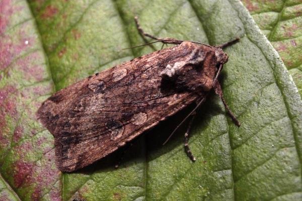 Pearly Underwing (Peridroma saucia), adult. Chester-le-Street, 11-10-2004. Copyright Keith Dover. Pearly Underwing (Peridroma saucia), adult. Chester-le-Street, 11-10-2004. Copyright Keith Dover.