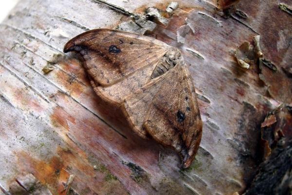 Pebble Hook-tip (Drepana falcataria), adult. Chester-le-Street, 25-05-2005. Copyright Keith Dover. Pebble Hook-tip (Drepana falcataria), adult. Chester-le-Street, 25-05-2005. Copyright Keith Dover.