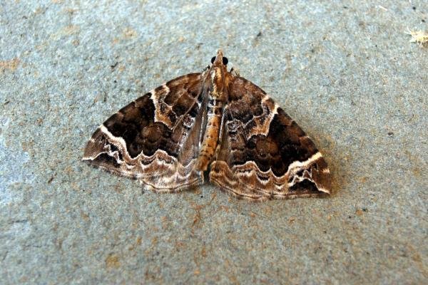 Phoenix (Eulithis prunata), adult. Taken outside Durham, 09-07-2005. Copyright Keith Dover. Phoenix (Eulithis prunata), adult. Taken outside Durham, 09-07-2005. Copyright Keith Dover.