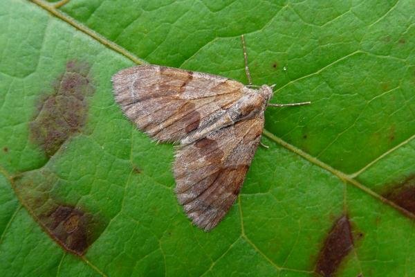 Pine Carpet (Pennithera firmata), adult. Chester-le-Street, 12-09-2008. Copyright Keith Dover. Pine Carpet (Pennithera firmata), adult. Chester-le-Street, 12-09-2008. Copyright Keith Dover.