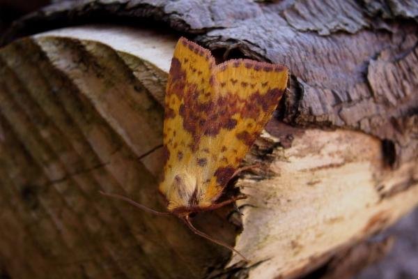 Pink-barred Sallow (Xanthia togata), adult. Knitsley Fell, 31-08-2004. Copyright Keith Dover. Pink-barred Sallow (Xanthia togata), adult. Knitsley Fell, 31-08-2004. Copyright Keith Dover.
