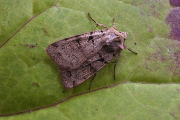 Plain Clay (Eugnorisma depuncta), adult. 11-08-2004. Copyright Keith Dover.