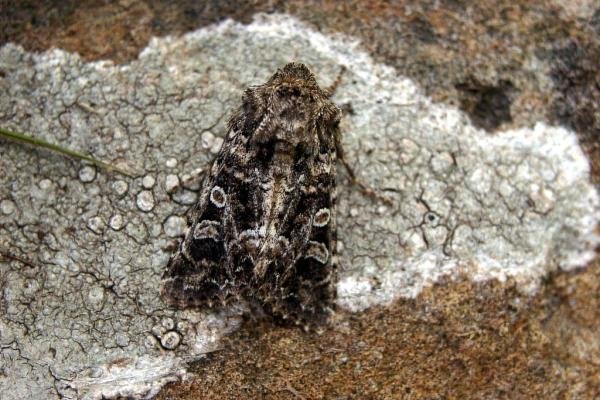 Tawny Shears (Hadena perplexa) subspecies capsophilia (Pod Lover), adult. Taken outside Durham (Pembrokeshire), 30-07-2004. Copyright Keith Dover.