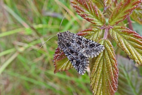 Tawny Shears (Hadena perplexa), adult. Taken outside Durham, 26-06-2017. Copyright Keith Dover. Tawny Shears (Hadena perplexa), adult. Taken outside Durham, 26-06-2017. Copyright Keith Dover.