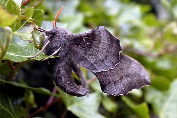 Poplar Hawk-moth (Laothoe populi), adult. Chester-le-Street, 27-05-2005. Copyright Keith Dover. Poplar Hawk-moth (Laothoe populi), adult. Chester-le-Street, 27-05-2005. Copyright Keith Dover.