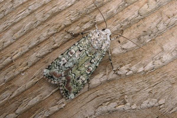 Portland Moth (Actebia praecox), adult. 17-08-2006. Copyright Keith Dover. Portland Moth (Actebia praecox), adult. 17-08-2006. Copyright Keith Dover.