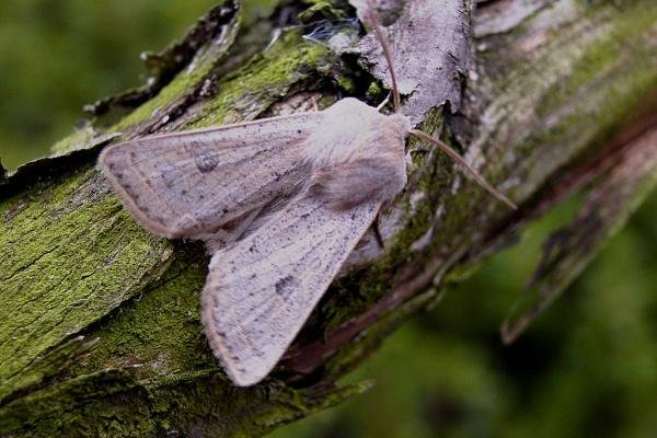 Powdered Quaker (Orthosia gracilis), adult. Chester-le-Street, 14-04-2005. Copyright Keith Dover. Powdered Quaker (Orthosia gracilis), adult. Chester-le-Street, 14-04-2005. Copyright Keith Dover.
