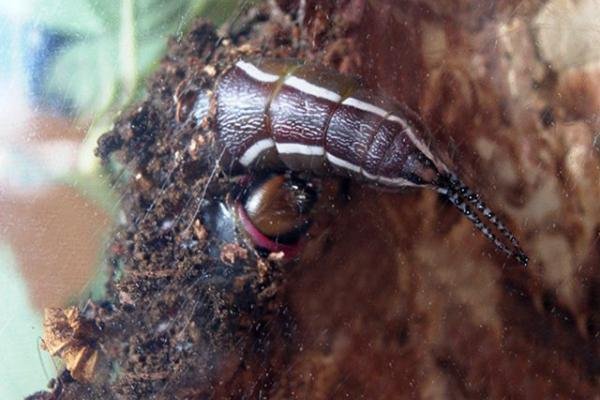 Puss Moth (Cerura vinula), larval. Copyright Keith Dover.