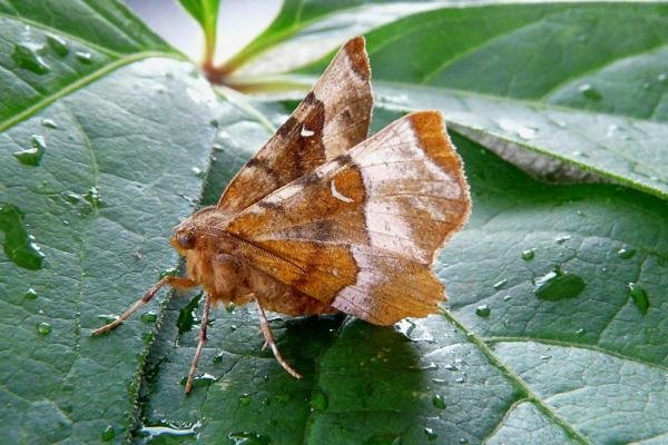 Purple Thorn (Selenia tetralunaria), adult. Chester-le-Street, 04-08-2008. Copyright Keith Dover.