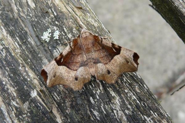 Purple Thorn (Selenia tetralunaria), adult. Chester-le-Street, 01-05-2010. Copyright Keith Dover. Purple Thorn (Selenia tetralunaria), adult. Chester-le-Street, 01-05-2010. Copyright Keith Dover.