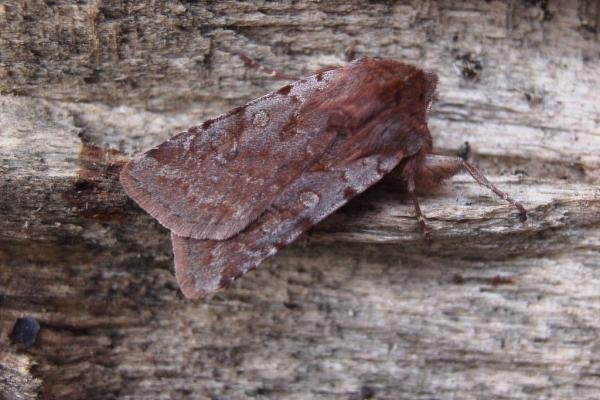 Red Chestnut (Cerastis rubricosa), adult. Taken outside Durham. Copyright Keith Dover.