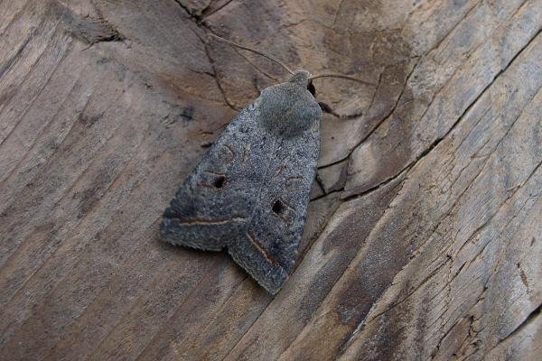 Red-line Quaker (Leptologia lota), adult. Chester-le-Street, 06-10-2005. Copyright Keith Dover. Red-line Quaker (Leptologia lota), adult. Chester-le-Street, 06-10-2005. Copyright Keith Dover.