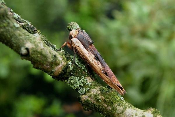 Red Sword-grass (Xylena vetusta), adult. Chester-le-Street, 17-10-2006. Copyright Keith Dover. Red Sword-grass (Xylena vetusta), adult. Chester-le-Street, 17-10-2006. Copyright Keith Dover.