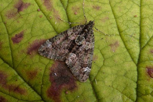 Red-Green Carpet (Chloroclysta siterata), adult. Chester-le-Street, 25-09-2006. Copyright Keith Dover. Red-Green Carpet (Chloroclysta siterata), adult. Chester-le-Street, 25-09-2006. Copyright Keith Dover.