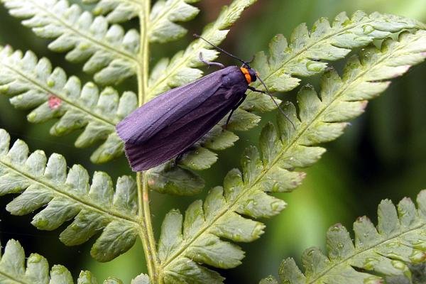 Red-necked Footman (Atolmis rubricollis), adult. Chester-le-Street, 14-07-2005. Copyright Keith Dover. Red-necked Footman (Atolmis rubricollis), adult. Chester-le-Street, 14-07-2005. Copyright Keith Dover.