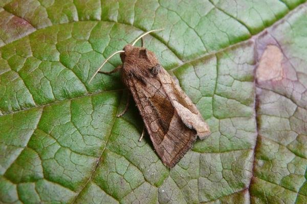Rosy Rustic (Hydraecia micacea), adult. Taken outside Durham, 03-08-2010. Copyright Keith Dover. Rosy Rustic (Hydraecia micacea), adult. Taken outside Durham, 03-08-2010. Copyright Keith Dover.