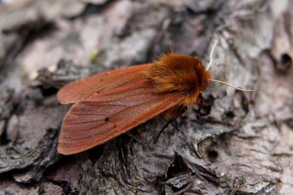 Ruby Tiger (Phragmatobia fuliginosa), adult. Chester-le-Street, 20-07-2007. Copyright Keith Dover. Ruby Tiger (Phragmatobia fuliginosa), adult. Chester-le-Street, 20-07-2007. Copyright Keith Dover.