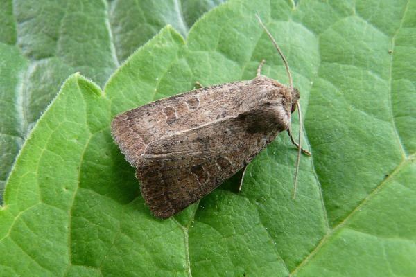 Rustic (Hoplodrina blanda), adult. Chester-le-Street, 19-07-2009. Copyright Keith Dover. Rustic (Hoplodrina blanda), adult. Chester-le-Street, 19-07-2009. Copyright Keith Dover.