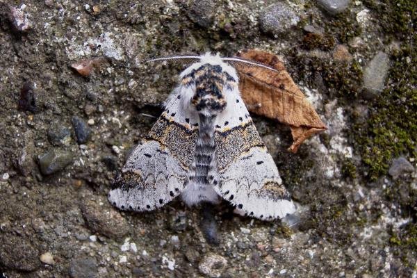 Sallow Kitten (Furcula furcula), adult. Chester-le-Street, 21-06-2007. Copyright Keith Dover. Sallow Kitten (Furcula furcula), adult. Chester-le-Street, 21-06-2007. Copyright Keith Dover.