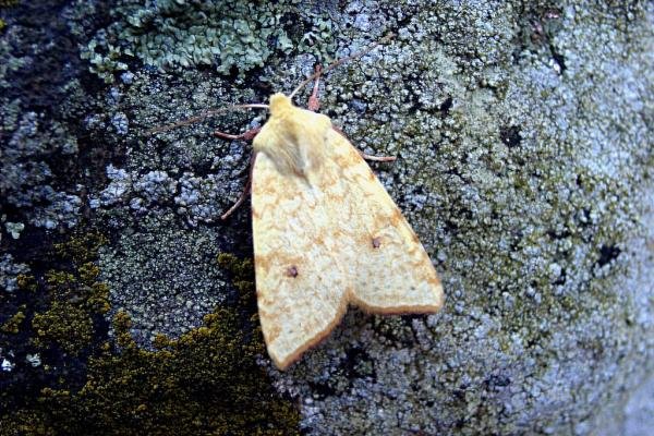 Sallow (Cirrhia icteritia), adult. Taken outside Durham, 22-08-2004. Copyright Keith Dover. Sallow (Cirrhia icteritia), adult. Taken outside Durham, 22-08-2004. Copyright Keith Dover.