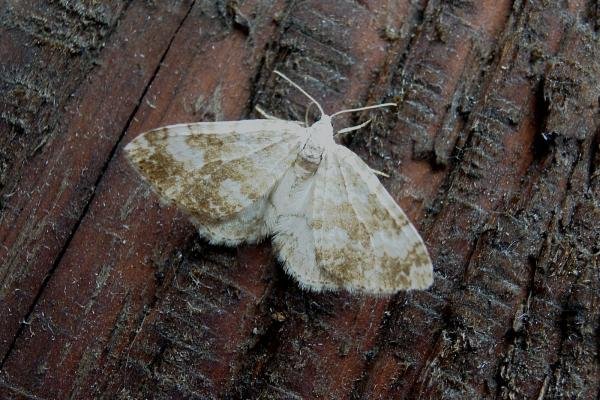 Sandy Carpet (Perizoma flavofasciata), adult. Chester-le-Street, 17-07-2006. Copyright Keith Dover. Sandy Carpet (Perizoma flavofasciata), adult. Chester-le-Street, 17-07-2006. Copyright Keith Dover.