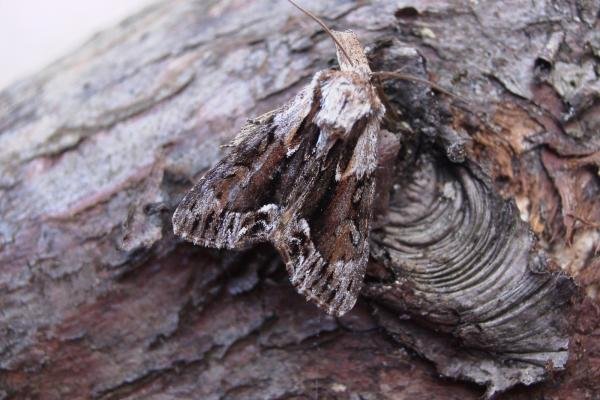 Saxon (Hyppa rectilinea), adult. Taken outside Durham, 14-06-2006. Copyright Keith Dover. Saxon (Hyppa rectilinea), adult. Taken outside Durham, 14-06-2006. Copyright Keith Dover.