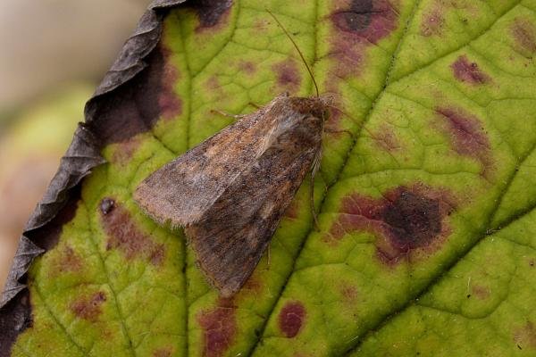 Scarce Bordered Straw (Helicoverpa armigera), adult. Chester-le-Street, 25-09-2006. Copyright Keith Dover.