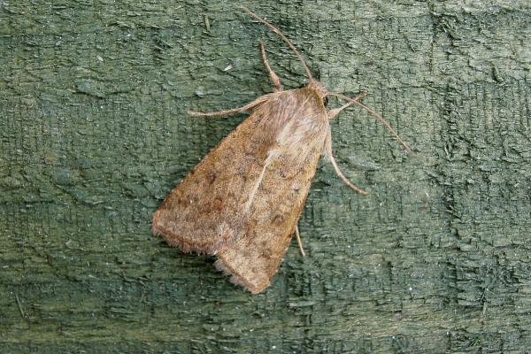 Scarce Bordered Straw (Helicoverpa armigera), adult. Chester-le-Street, 16-09-2006. Copyright Keith Dover.
