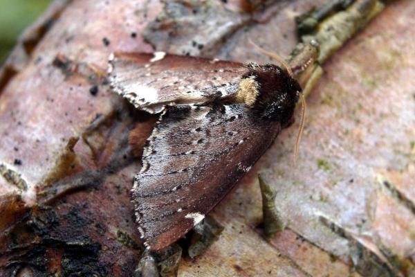 Scarce Prominent (Odontosia carmelita), adult. Chester-le-Street, 01-05-2005. Copyright Keith Dover. Scarce Prominent (Odontosia carmelita), adult. Chester-le-Street, 01-05-2005. Copyright Keith Dover.