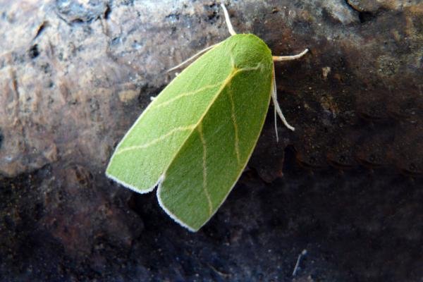 Scarce Silver-lines (Bena bicolorana), adult. Framwellgate Moor, 19-07-2008. Copyright Keith Dover. Scarce Silver-lines (Bena bicolorana), adult. Framwellgate Moor, 19-07-2008. Copyright Keith Dover.