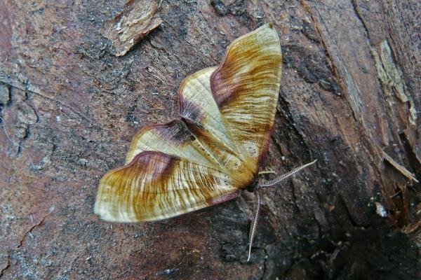 Scorched Wing (Plagodis dolabraria), adult. Taken outside Durham, 29-05-2009. Copyright Keith Dover. Scorched Wing (Plagodis dolabraria), adult. Taken outside Durham, 29-05-2009. Copyright Keith Dover.