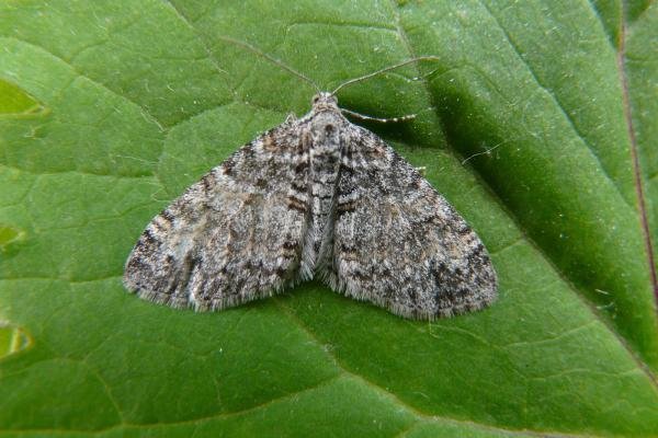 Seraphim (Lobophora halterata), adult. Chester-le-Street, 09-06-2008. Copyright Keith Dover. Seraphim (Lobophora halterata), adult. Chester-le-Street, 09-06-2008. Copyright Keith Dover.