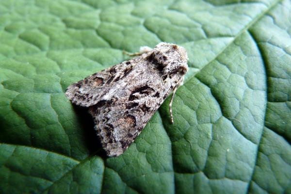 Shears (Hada plebeja), adult. Taken outside Durham, 05-06-2008. Copyright Keith Dover.