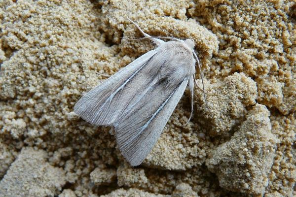 Shore Wainscot (Mythimna litoralis), adult. Taken outside Durham, 02-07-2009. Copyright Keith Dover. Shore Wainscot (Mythimna litoralis), adult. Taken outside Durham, 02-07-2009. Copyright Keith Dover.