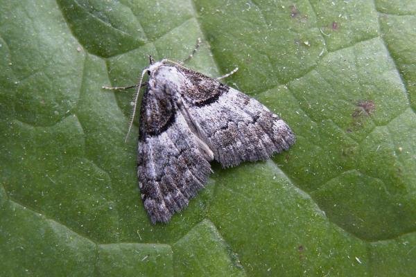 Short-cloaked Moth (Nola cucullatella), adult. Chester-le-Street, 04-07-2006. Copyright Keith Dover.