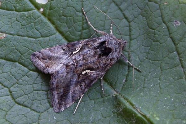 Silver Y (Autographa gamma), adult. Taken outside Durham, 20-10-2005. Copyright Keith Dover. Silver Y (Autographa gamma), adult. Taken outside Durham, 20-10-2005. Copyright Keith Dover.