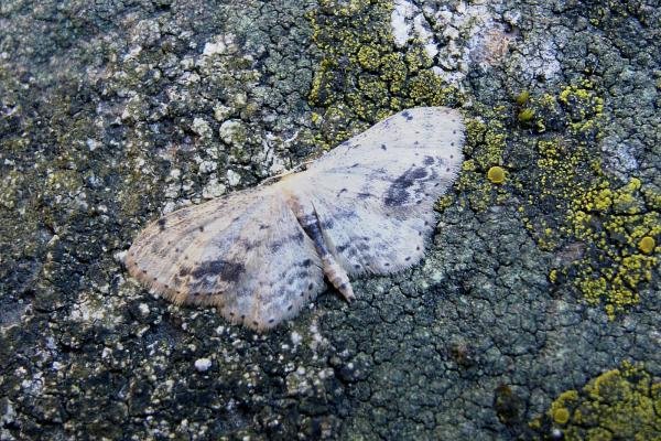 Single-dotted Wave (Idaea dimidiata), adult. Chester-le-Street, 12-07-2005. Copyright Keith Dover. Single-dotted Wave (Idaea dimidiata), adult. Chester-le-Street, 12-07-2005. Copyright Keith Dover.