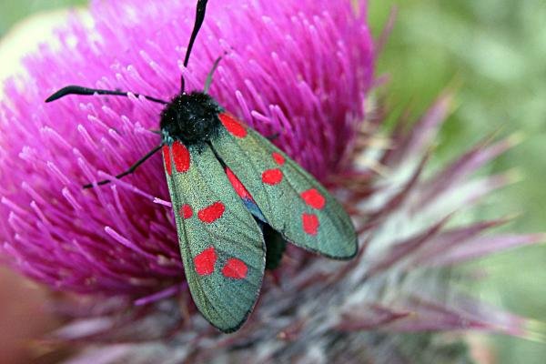 Six-spot Burnet (Zygaena filipendulae), adult. Taken outside Durham, 07-07-2006. Copyright Keith Dover. Six-spot Burnet (Zygaena filipendulae), adult. Taken outside Durham, 07-07-2006. Copyright Keith Dover.
