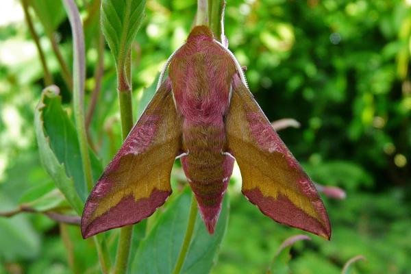 Small Elephant Hawk-moth (Deilephila porcellus), adult. Taken outside Durham, 13-06-2009. Copyright Keith Dover. Small Elephant Hawk-moth (Deilephila porcellus), adult. Taken outside Durham, 13-06-2009. Copyright Keith Dover.