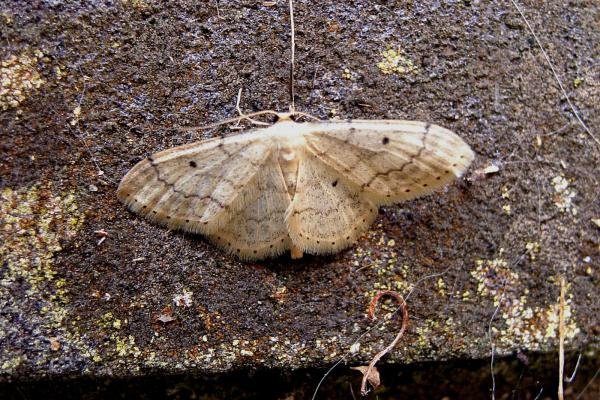 Small Fan-footed Wave (Idaea biselata), adult. Chester-le-Street, 13-07-2005. Copyright Keith Dover. Small Fan-footed Wave (Idaea biselata), adult. Chester-le-Street, 13-07-2005. Copyright Keith Dover.